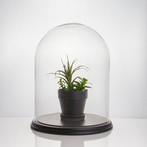 Glass Dome - Large - 12" x 16-1/2"H