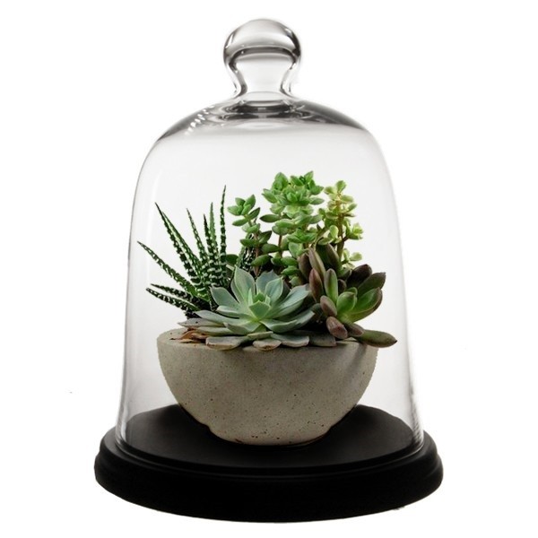 Glass Domes - Bell Jar Cloche with Base - Set of 2